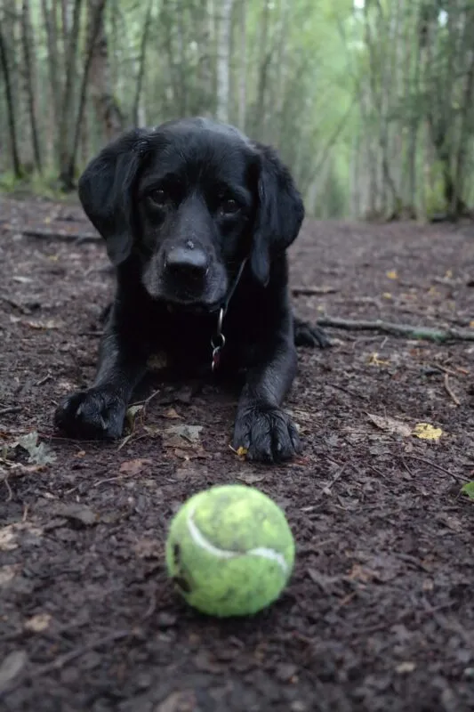 Unconditional Love – A Tribute to a Girls Best Friend